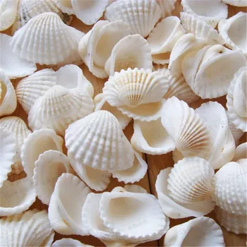 100buc/Lot Naturale shell diy acvariu decor alb coajă de 2-3cm mică scoică de mare naturale meserii marea albă cochilii de scoică