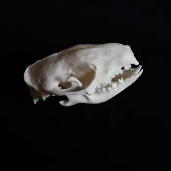 1buc Craniu Adevărat Animal Specimen Europa Taxidermie Specimen Bar Decoratiuni Medicina decor de Crăciun cadou